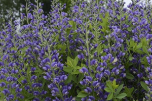 Baptisia 'Blueberry Sundae' 